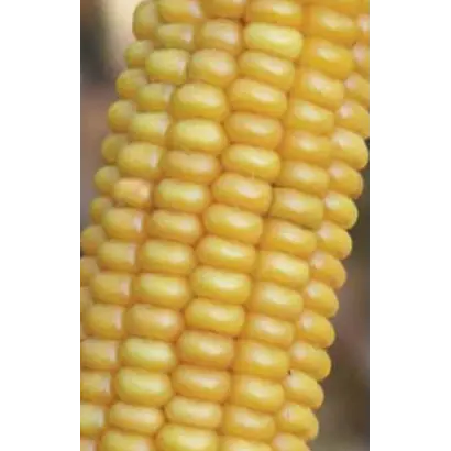 ЛГ 2244 / LG 22.44