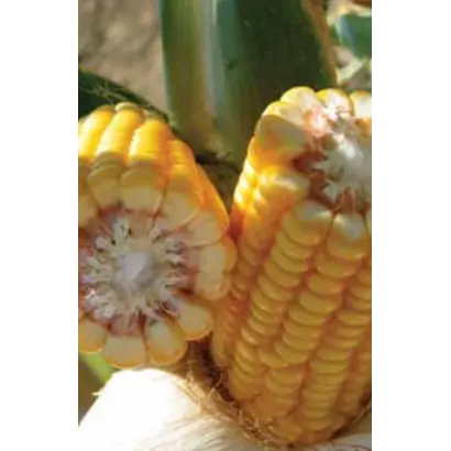 БАНГИЙ / BANGUY