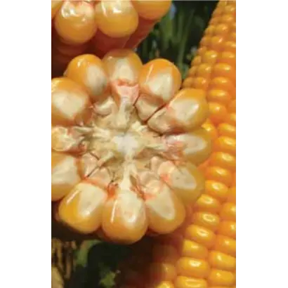 ФАНТАСТИК / FANTASTIC