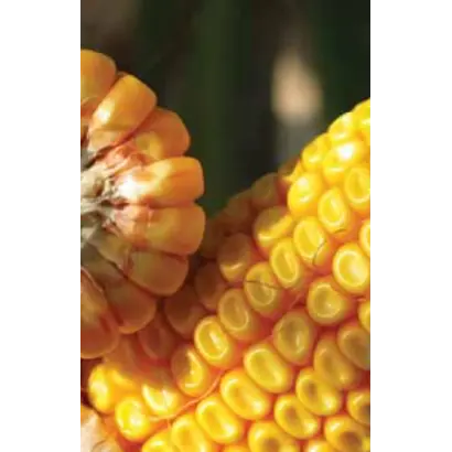 ЛГ 2306 / LG 23.06