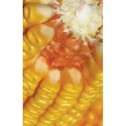 ЛАТИЗАНА / LATIZANA