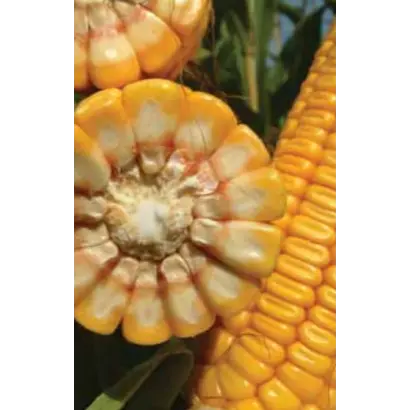 ЛГ 3330 / LG 33.30