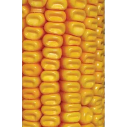 ЛГ 2372 / LG 23.72