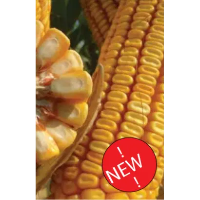 ЛГ 3395 / LG 33.95