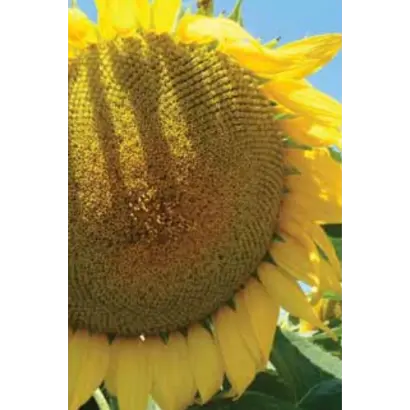 ЛГ 5412 / LG 54.12