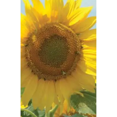 ИДАЛЬГО / HIDALGO