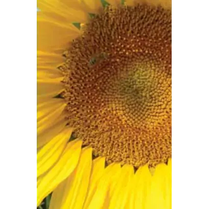 МЕГАСАН / MEGASUN