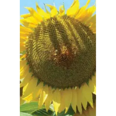 ЛГ 5635 / LG 56.35