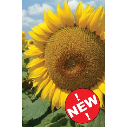 ГОЛДСАН / GOLDSUN