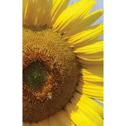 ЛГ 5654 КЛ / LG 56.54 CL