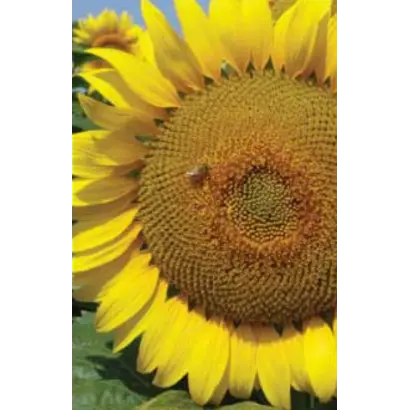 ЛГ 5663 КЛ / LG 56.63 CL