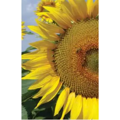 ЛГ 5669 КЛ / LG 56.69 CL