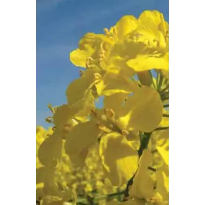 АДРИАНА / ADRIANA