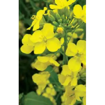 МАНИТОБА / MANITOBA