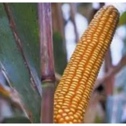 Фелди КС / Feldi CS