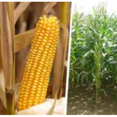 Твиди КС / Tweedi CS