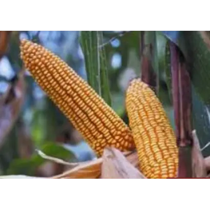 Исбери КС / Isbery CS