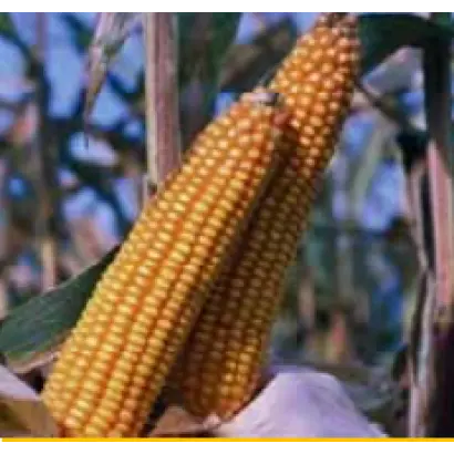 Текни КС / Tekni CS