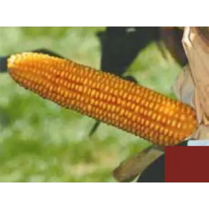 Корнели КС / Korneli CS