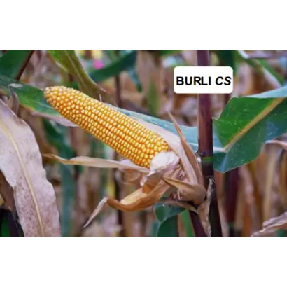 Бюрли КС / Burli CS