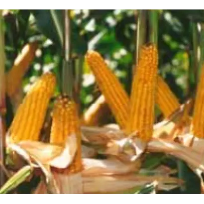 Ханни КС / Hanni CS