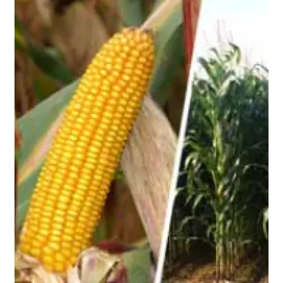 Луиджи КС / Luigi CS