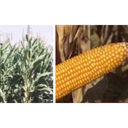 Йоги КС / Yogi CS