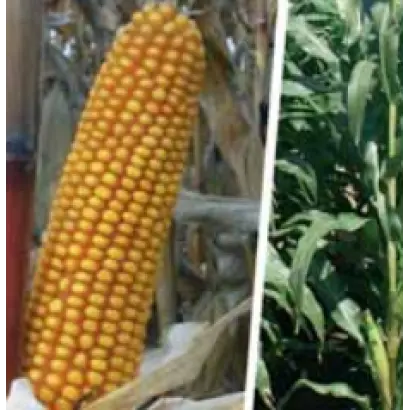 Фулби КС / Fulbi CS