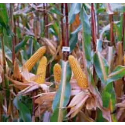 Корнади КС / Kornadi CS