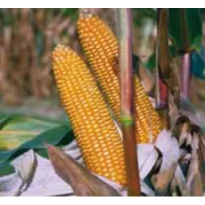 Астери КС / Asteri CS