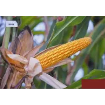 Мастри КС / Mastri CS