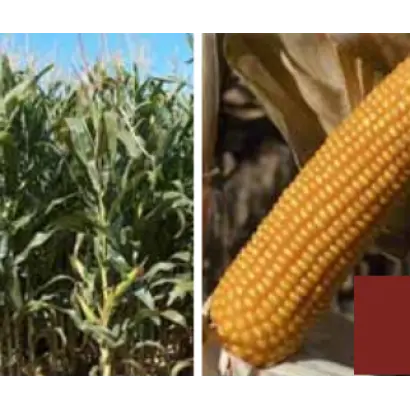 Жокари КС / Jokary CS