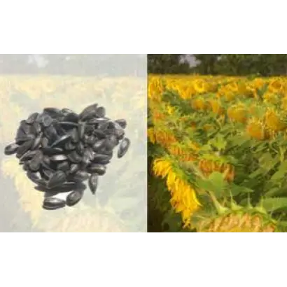 Соларни КС / Solarni CS