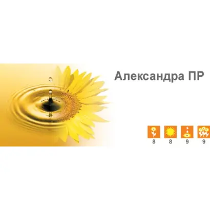 Александра ПР