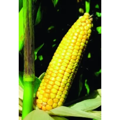 АРИОЛЬ / AURIOL