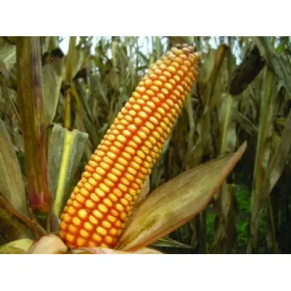 АРАБИКА / ARABICA