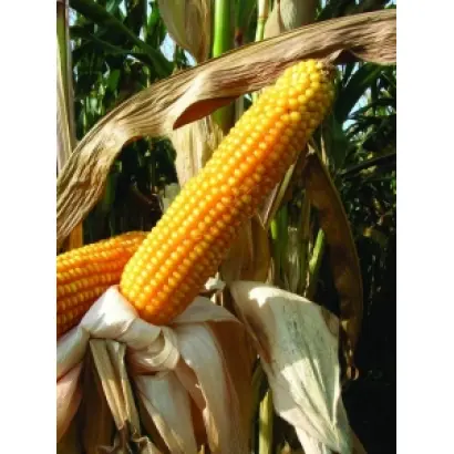 Мас 20.Ф / Mas 20.F