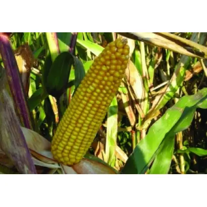 Maс 24.а / Mas 24.A