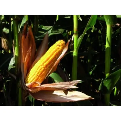 АКСЕЛЛЬ / AXELLE