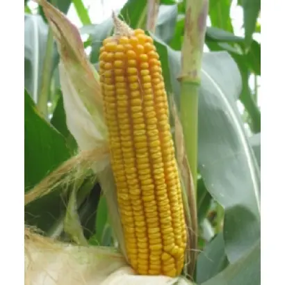 Мас 33.А / Mas 33.A