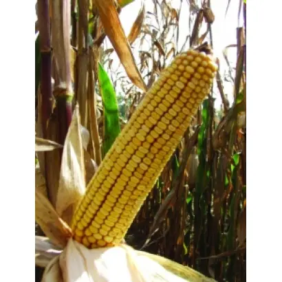 САНГРИЯ / SANGRIA