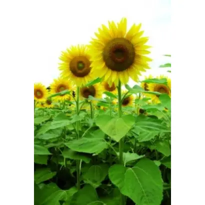  Мас 91.А / Mas 91.A