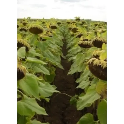 Мас 92.B / Mas 92.B