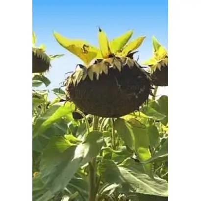 Мас 96.А / Mas 96.A