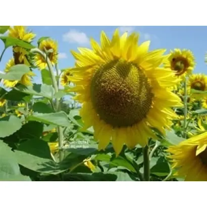  МИЛОНГА / MILONGA