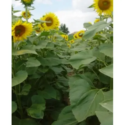 Мас 94.C / Mas 94.C