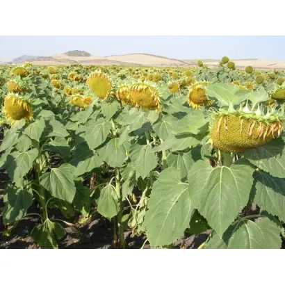 Мас 97.А / Mas 97.A