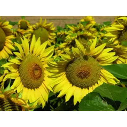 Мас 95.ІР / Mas 95.IR