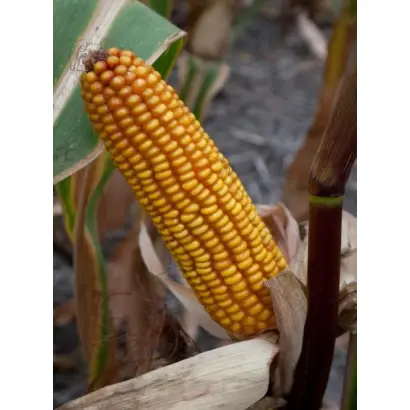 Агральп 200 / Agralp 200