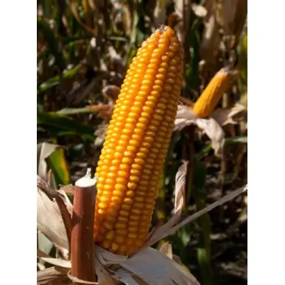 Агральп 260 / Agralp 260